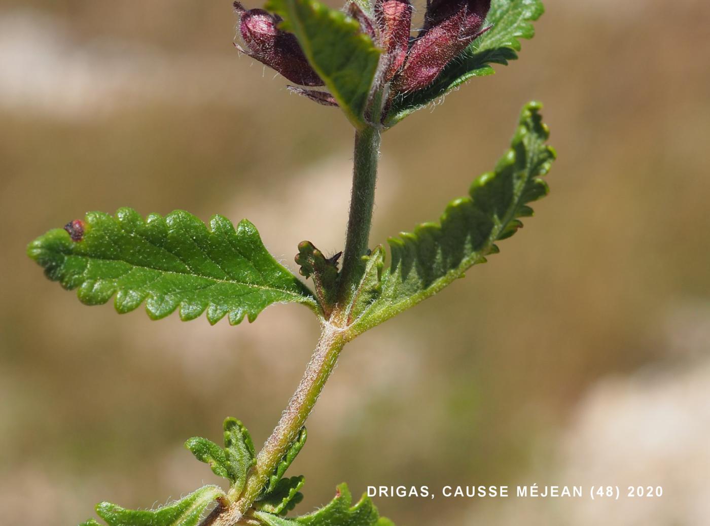 Germander, Wall leaf